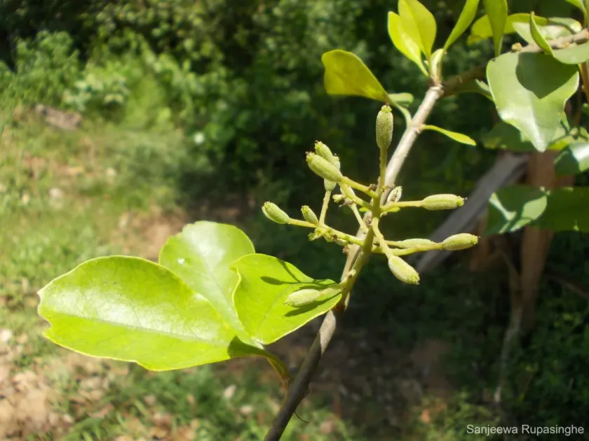 Pisonia tomentosa
