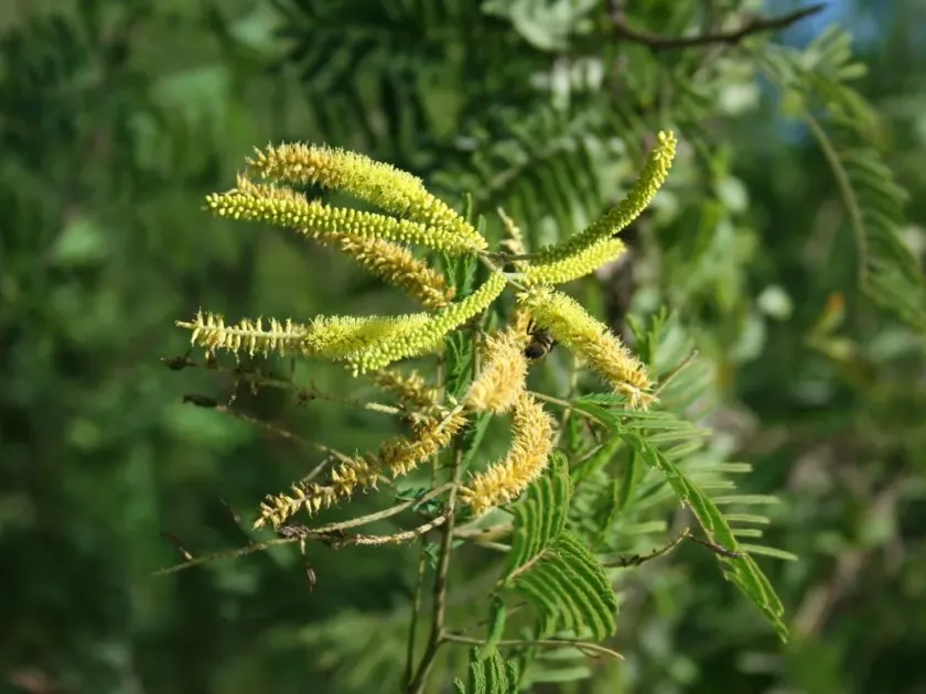 Piptadenia flava
