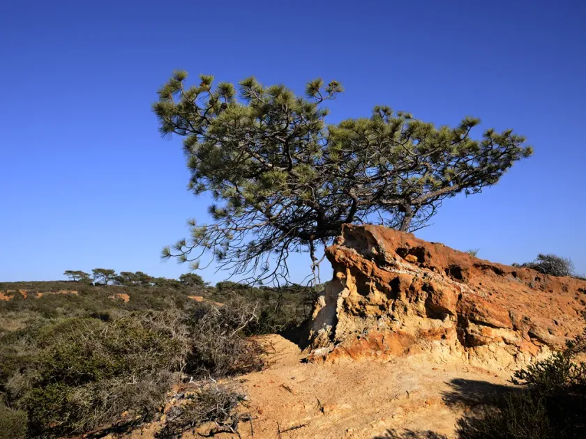 Torrey pine