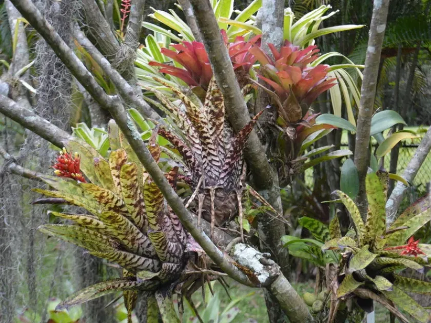 Aechmea orlandiana