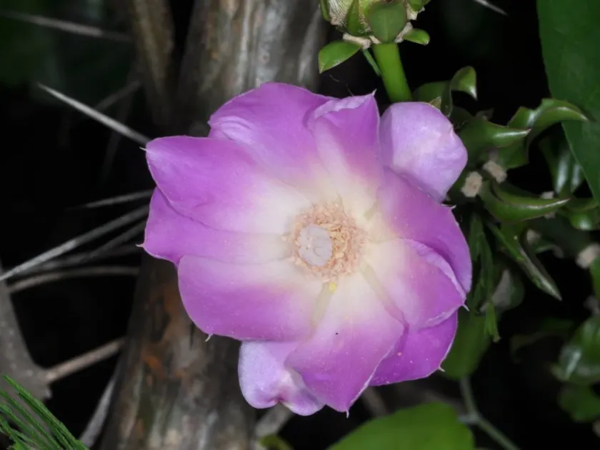 Pereskia sacharosa