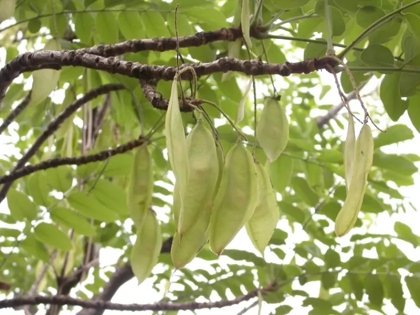 Pericopsis laxiflora