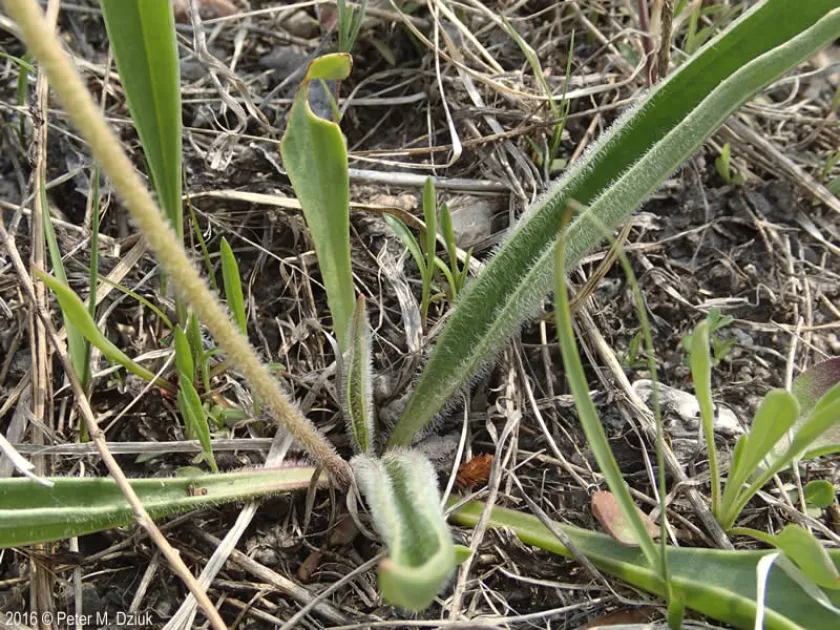 Saline plantain