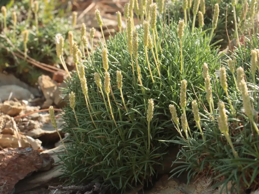 Plantago holosteum