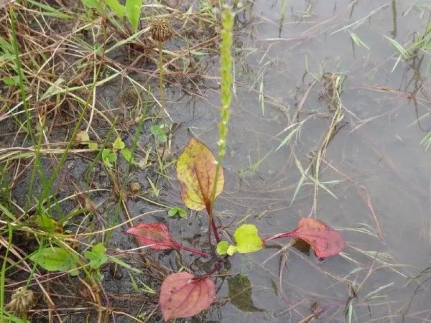 Japanese plantain