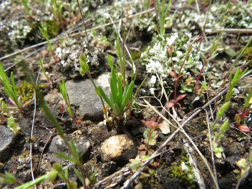 Little plantain