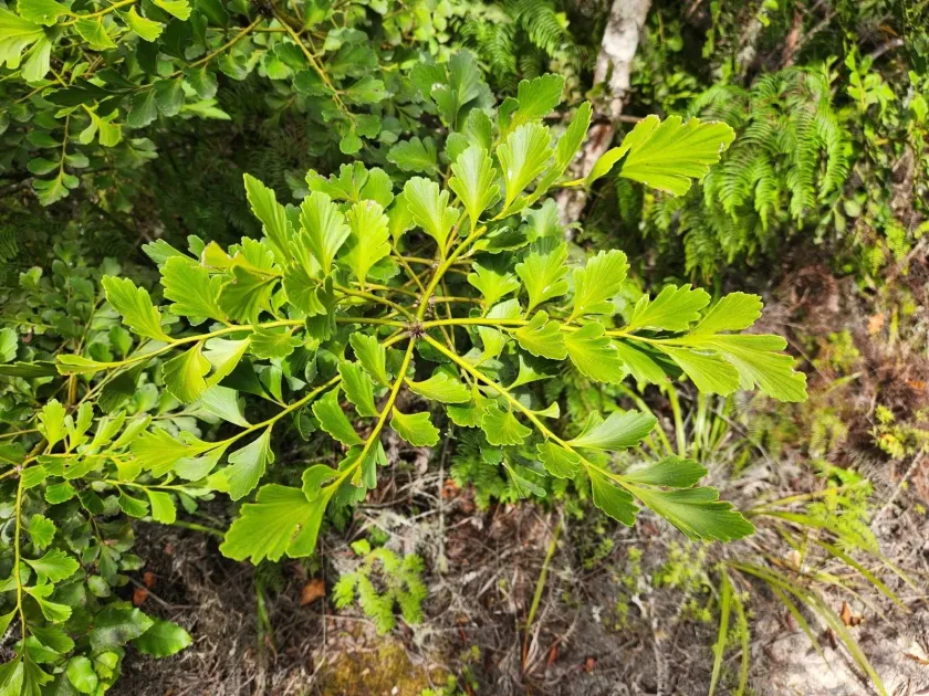 Phyllocladus toatoa