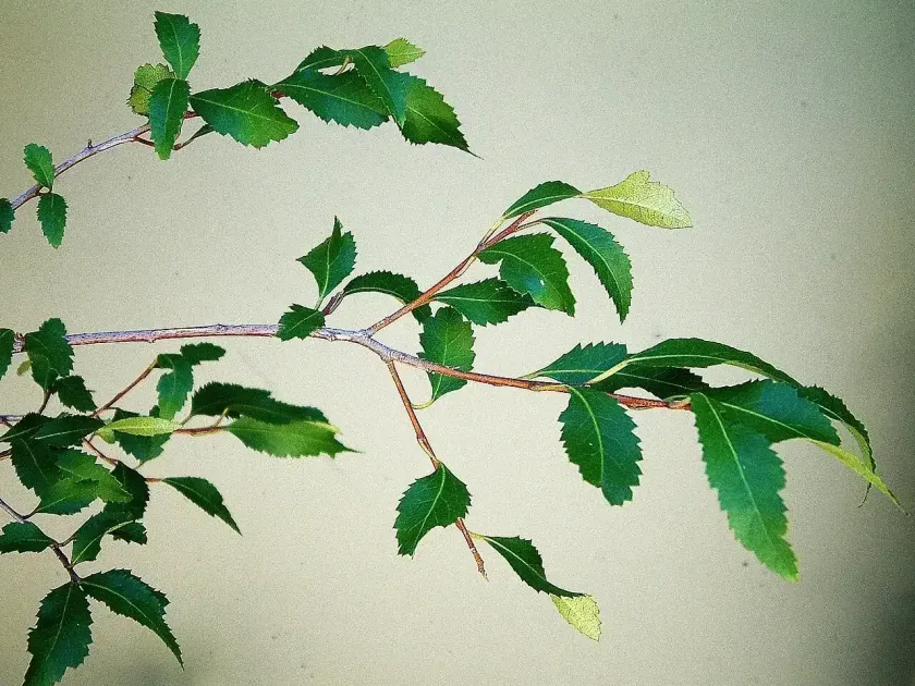 Lowland ribbonwood