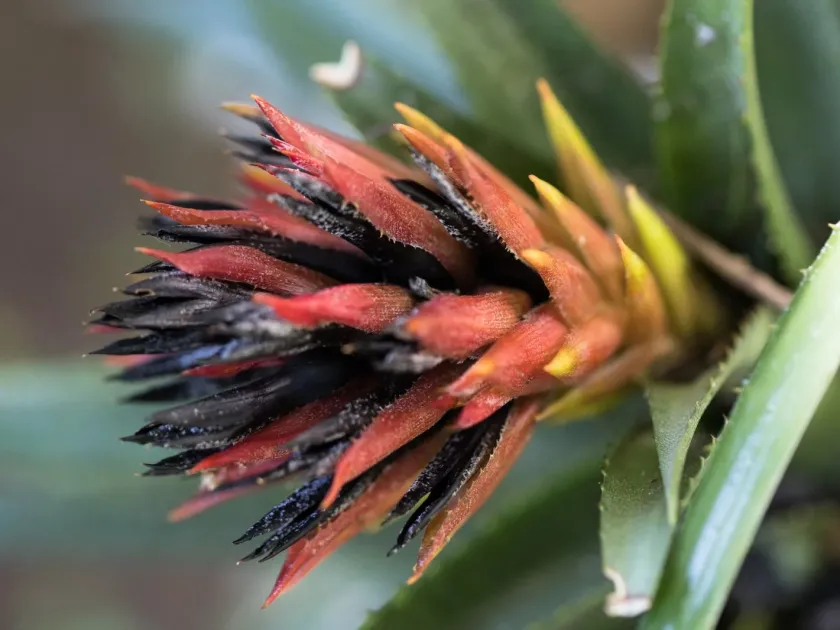 Aechmea recurvata