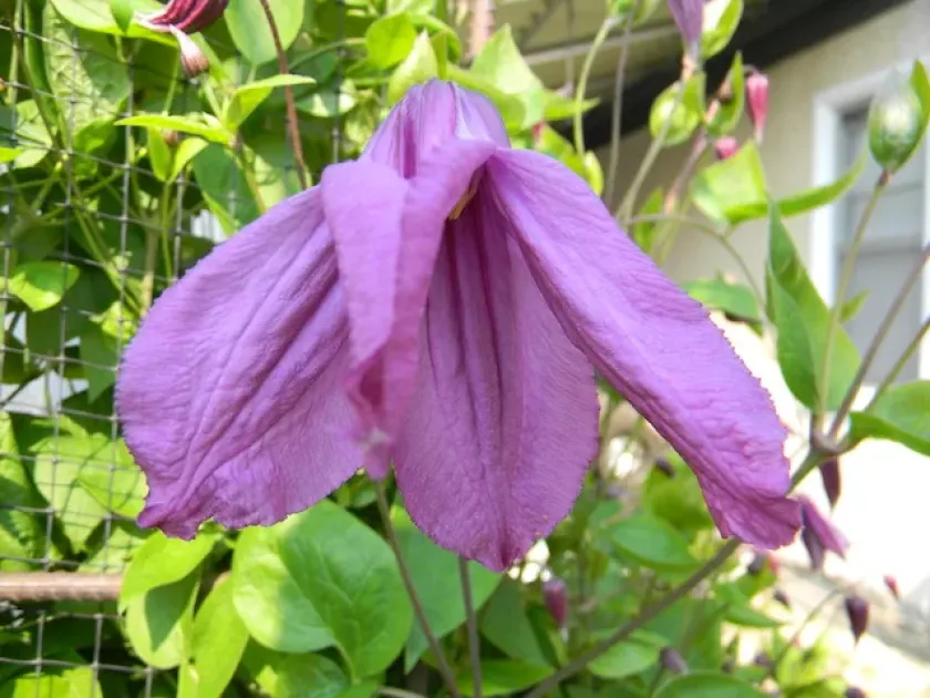 Clematis integrifolia x recta