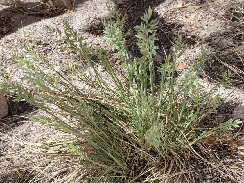 Mutton grass