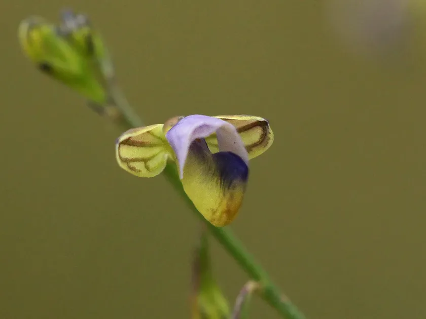 Polygala petitiana