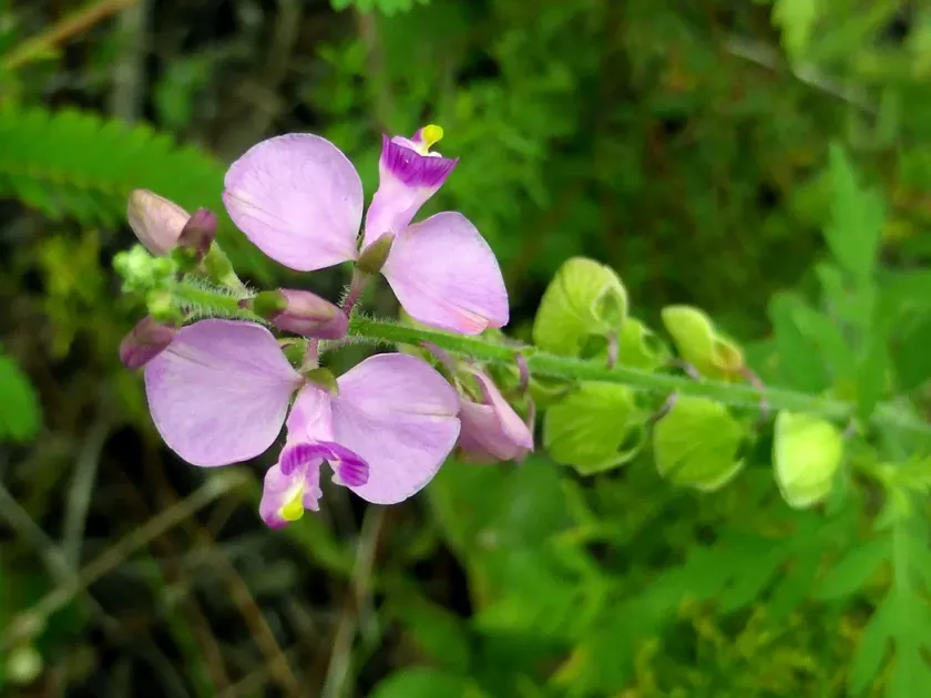Polygala violacea