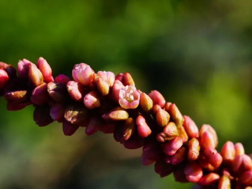 Smooth knotweed