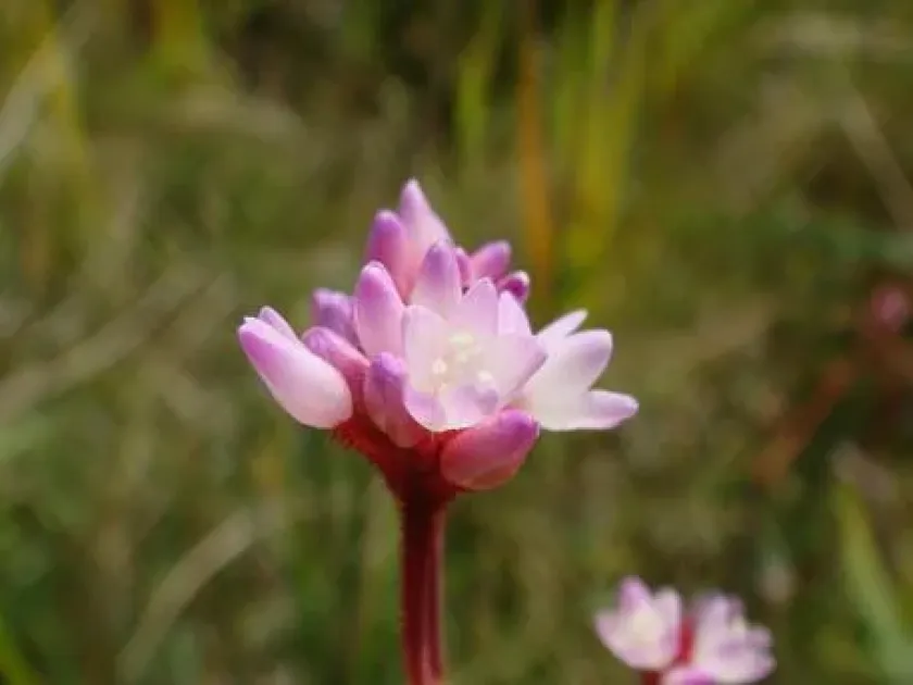 Arrow-leaved tearthumb