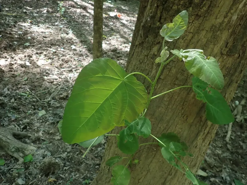 Swamp cottonwood