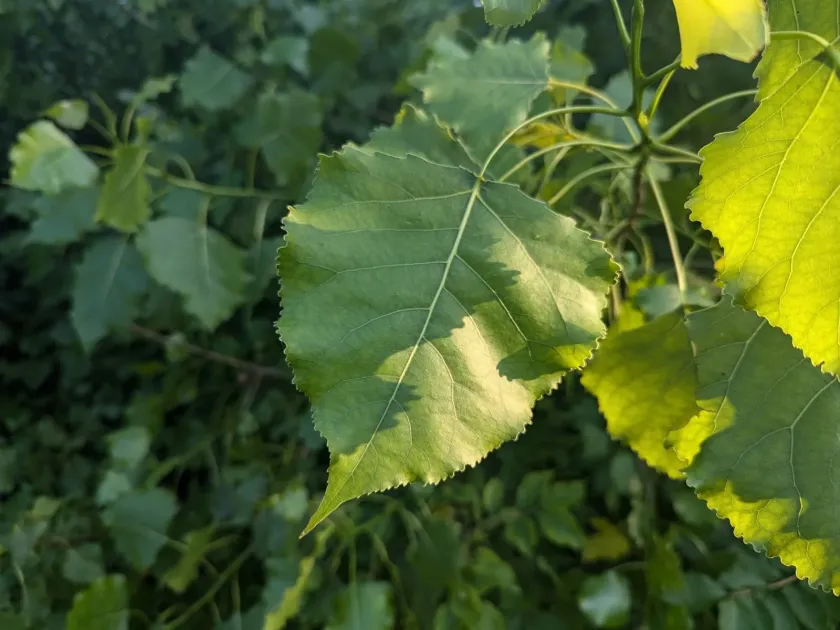 Sargent's cottonwood