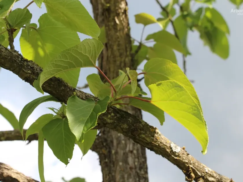 Violet poplar