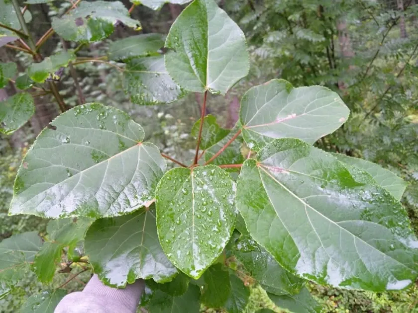 Wilson's poplar
