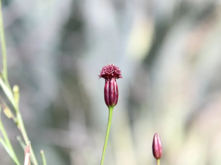 Porophyllum coloratum