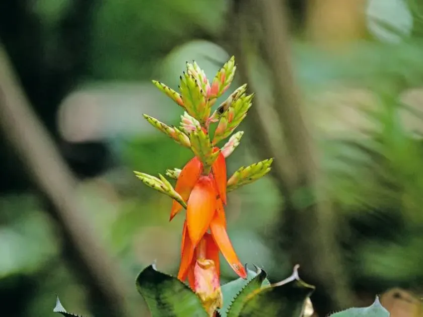 Aechmea tessmannii