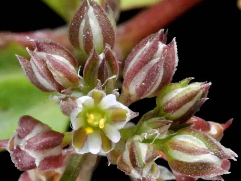 Fourleaf allseed