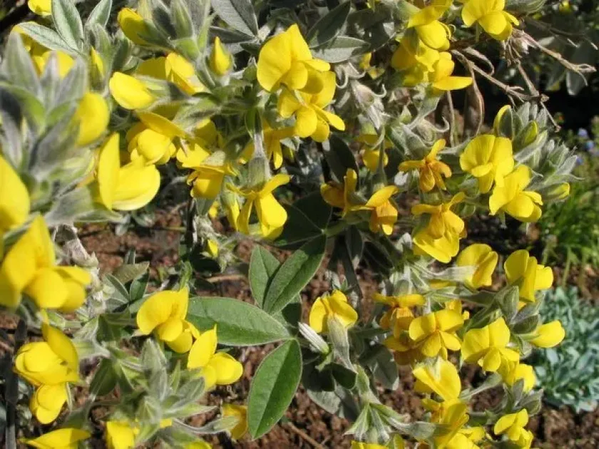 Piptanthus tomentosus