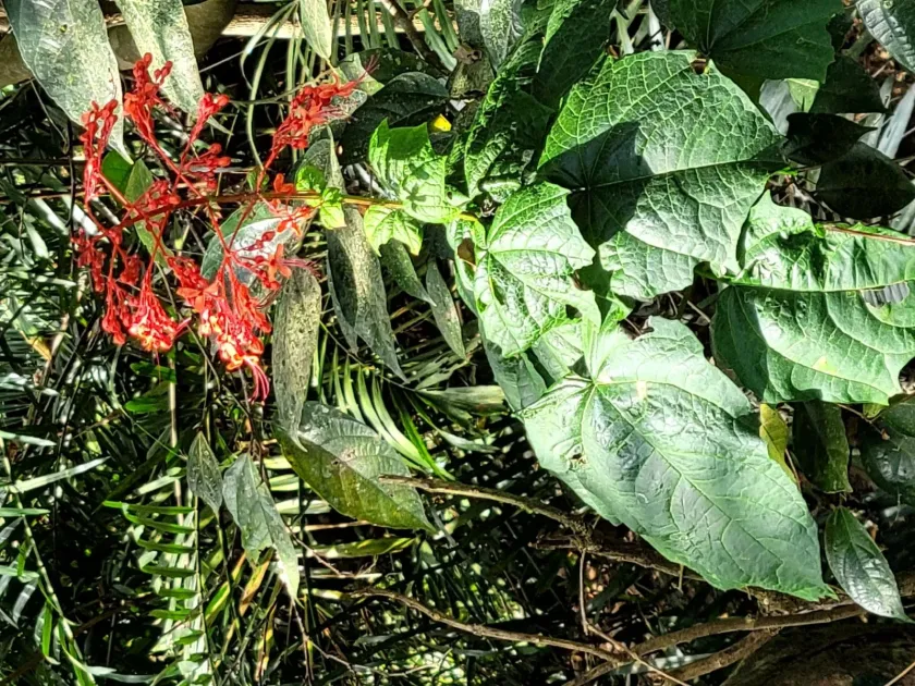 Japanese glorybower