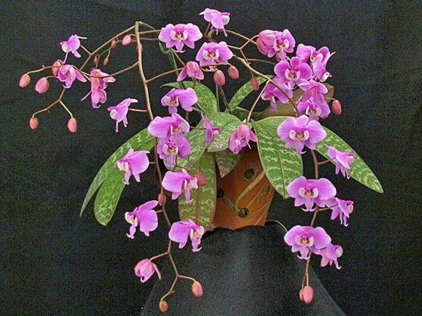 Phalaenopsis schilleriana
