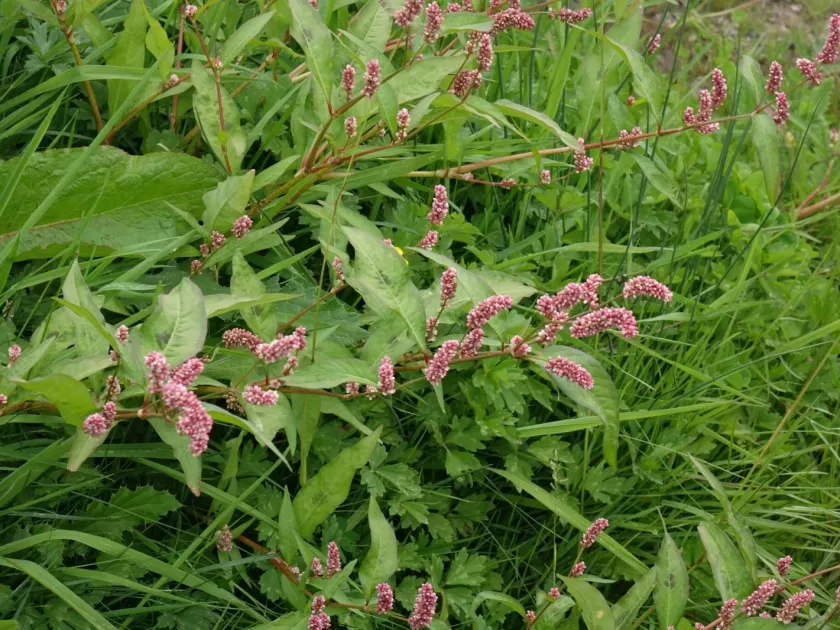 Common knotgrass