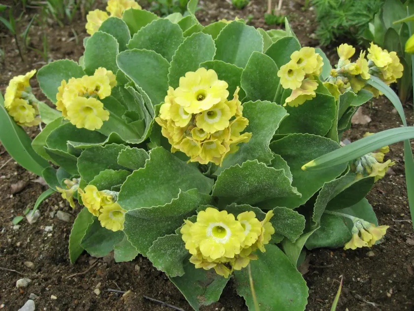 Primula pubescens