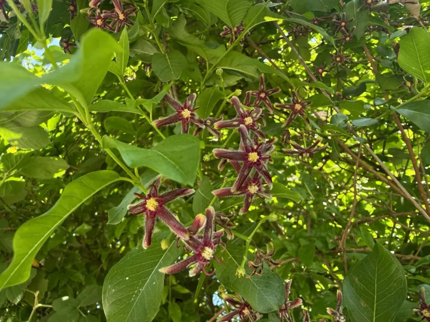 Silk vine
