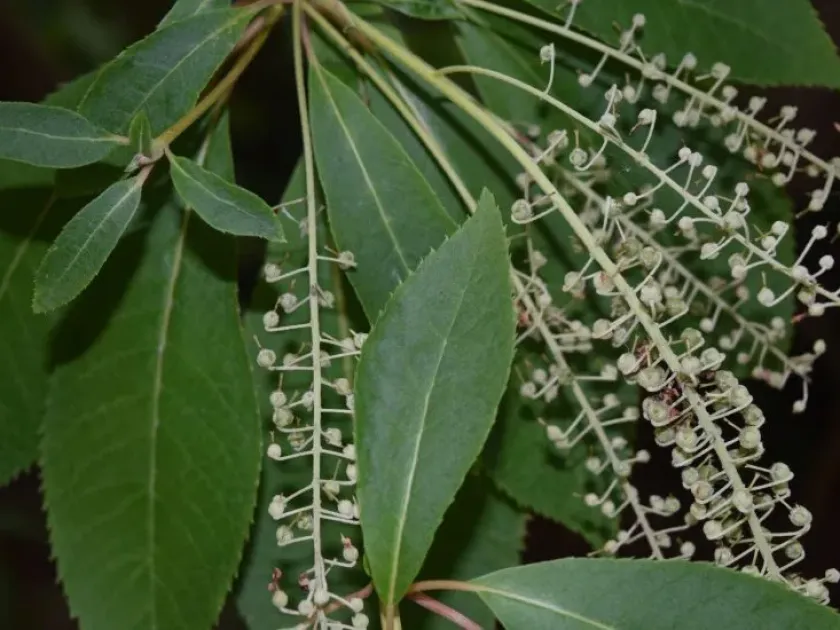 Clethra fargesii
