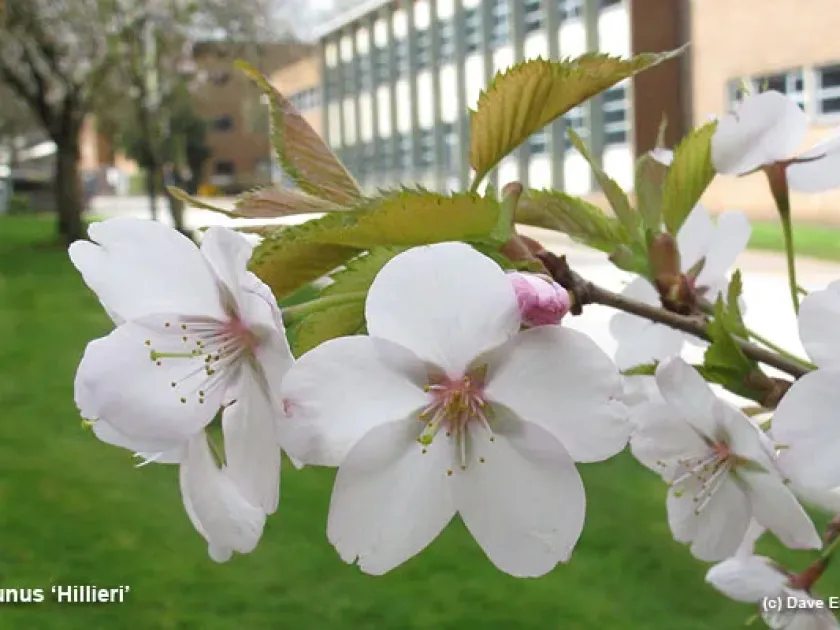 Hillier cherry