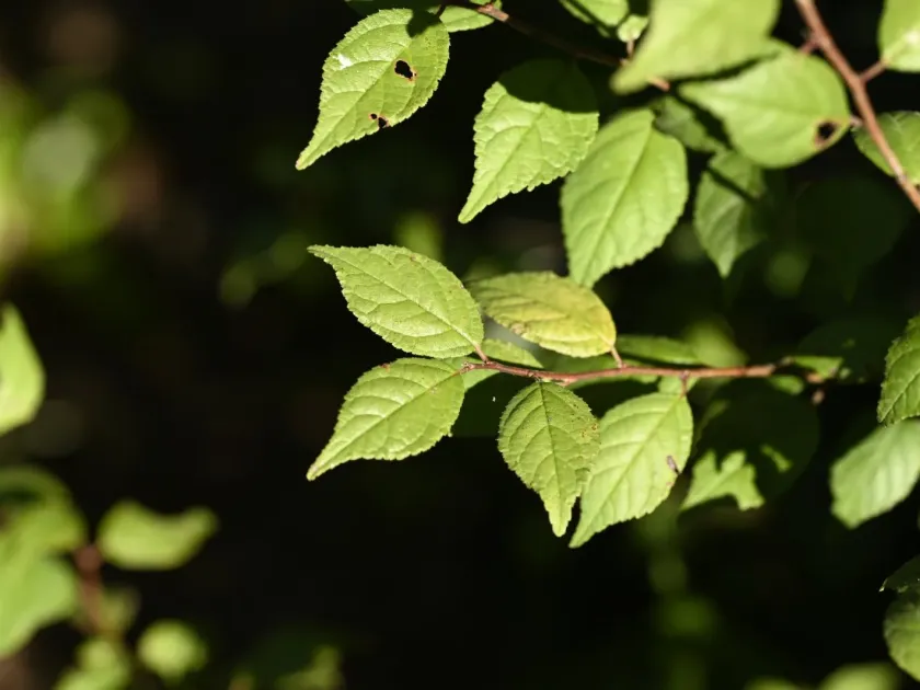 Prunus japonica