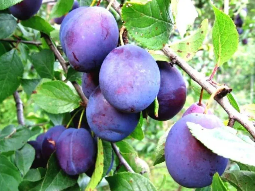 Слива уссурійська