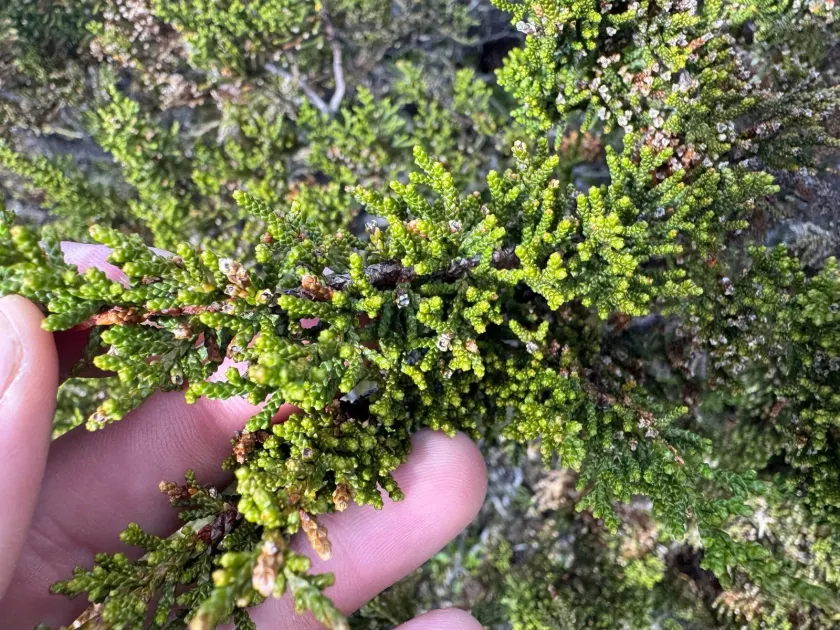 Pherosphaera hookeriana