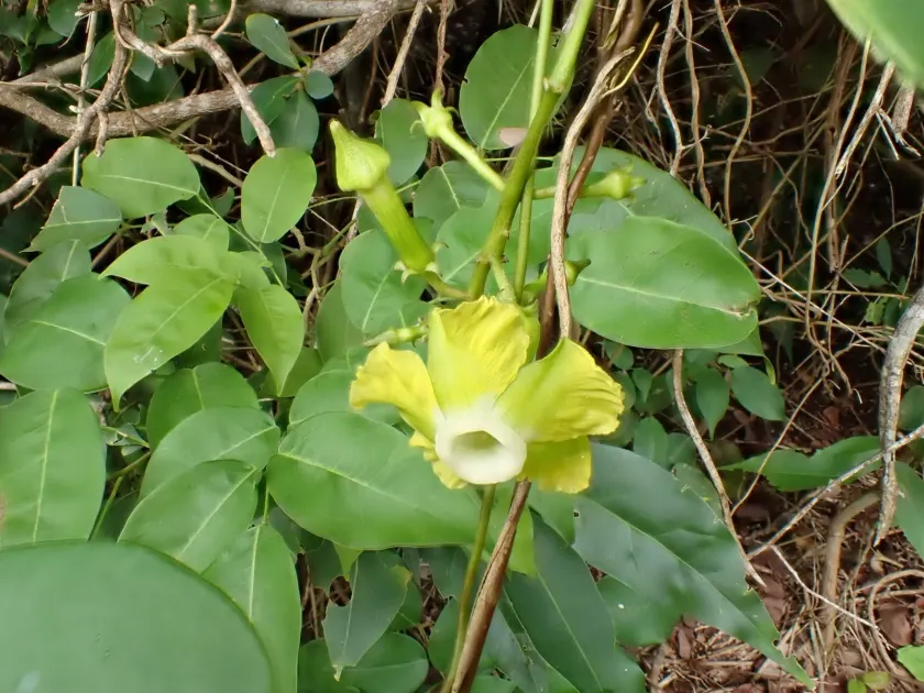 Престонія гостролиста