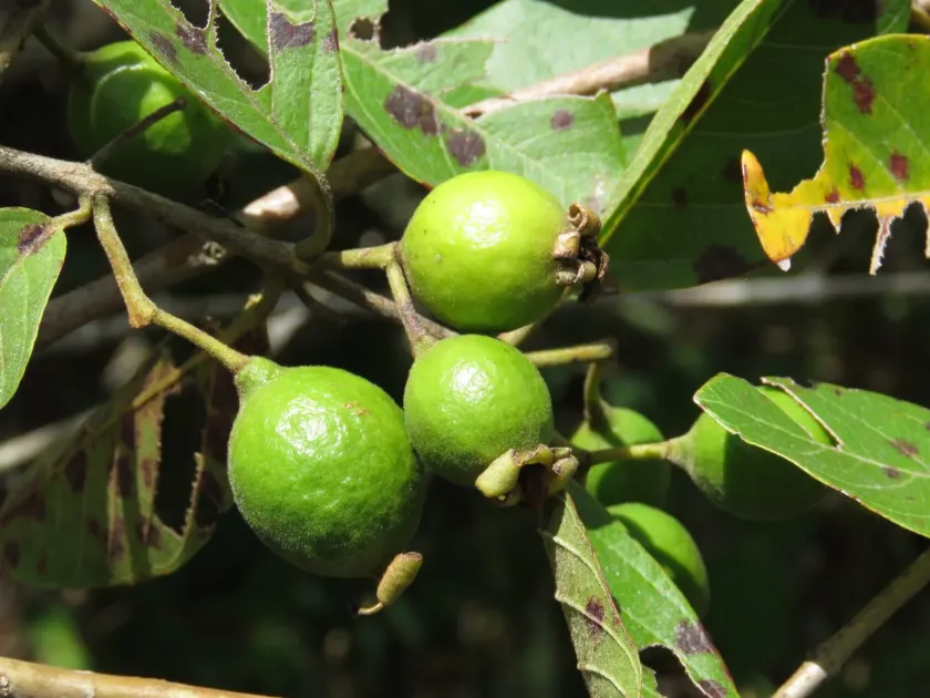 Brazilian guava