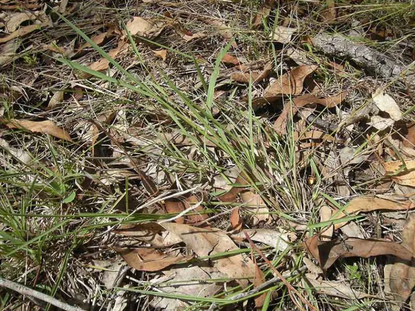 Desert paspalidium