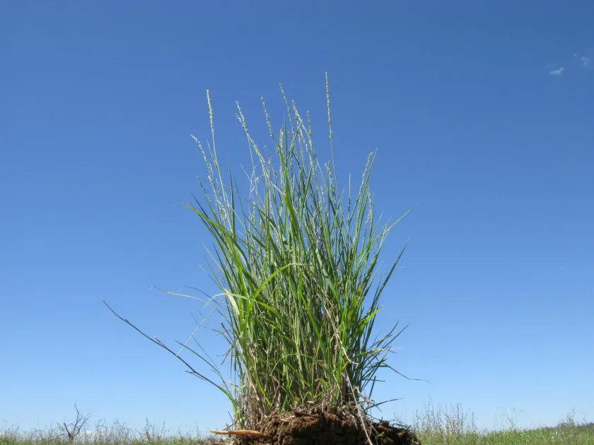 Slender panicgrass