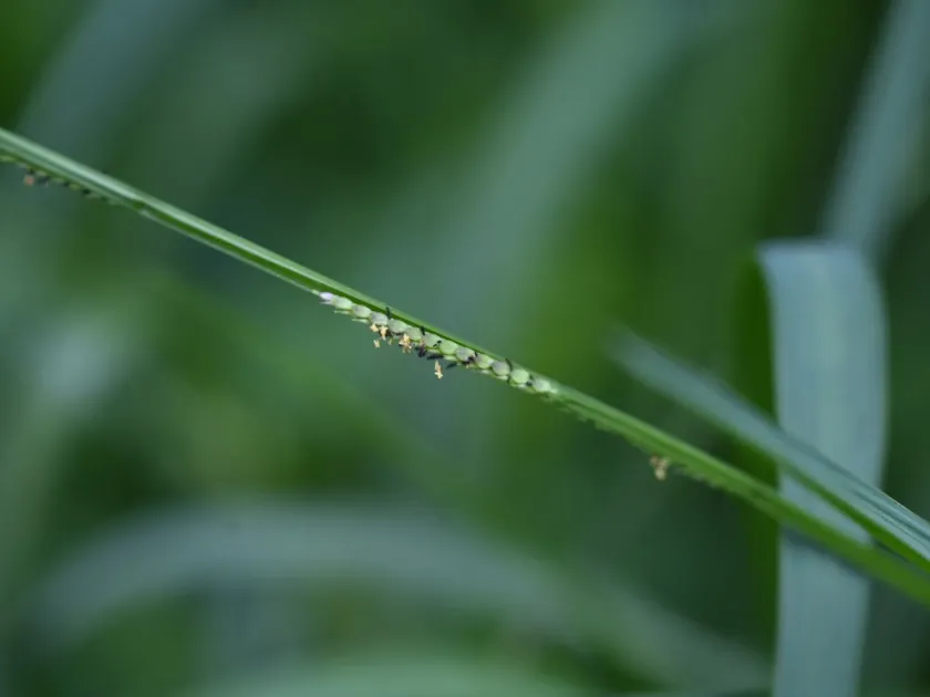 Paspalidium punctatum