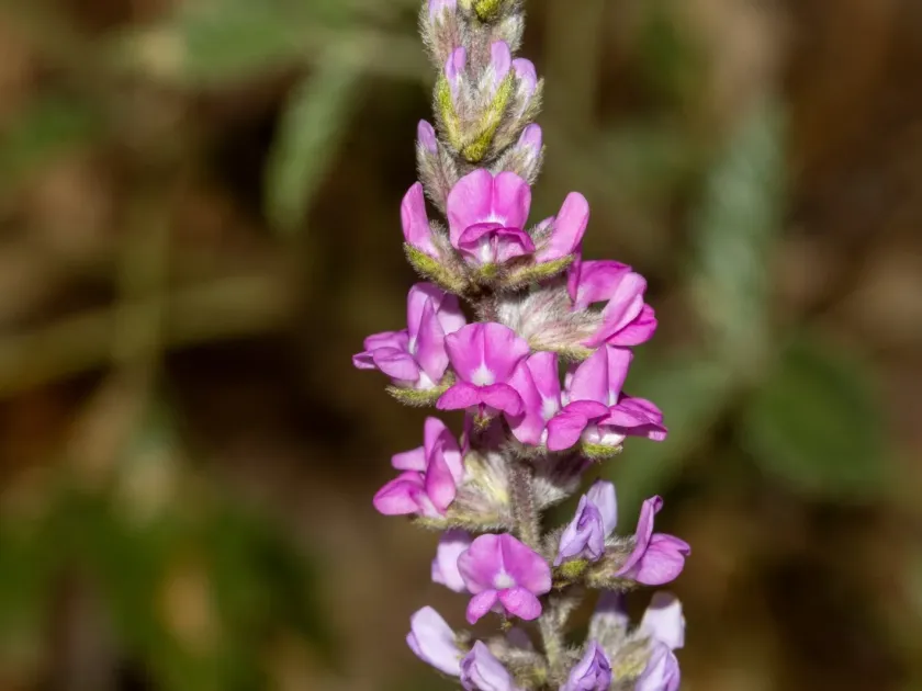 Cullen australasicum