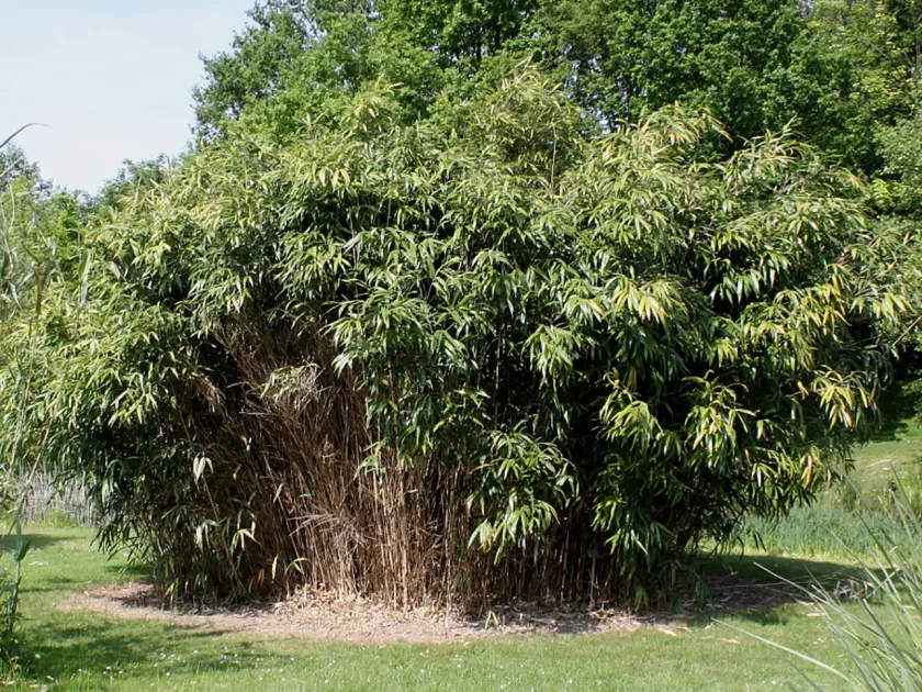 Pseudosasa taxifolia