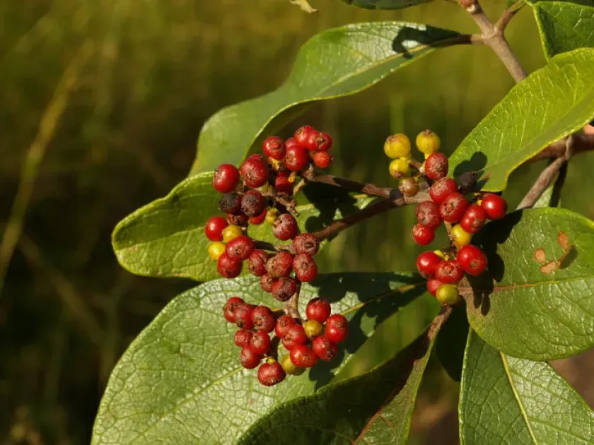 Psychotria eminiana