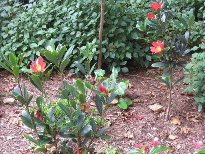Camellia azalea