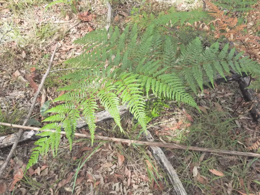 Edible bracken