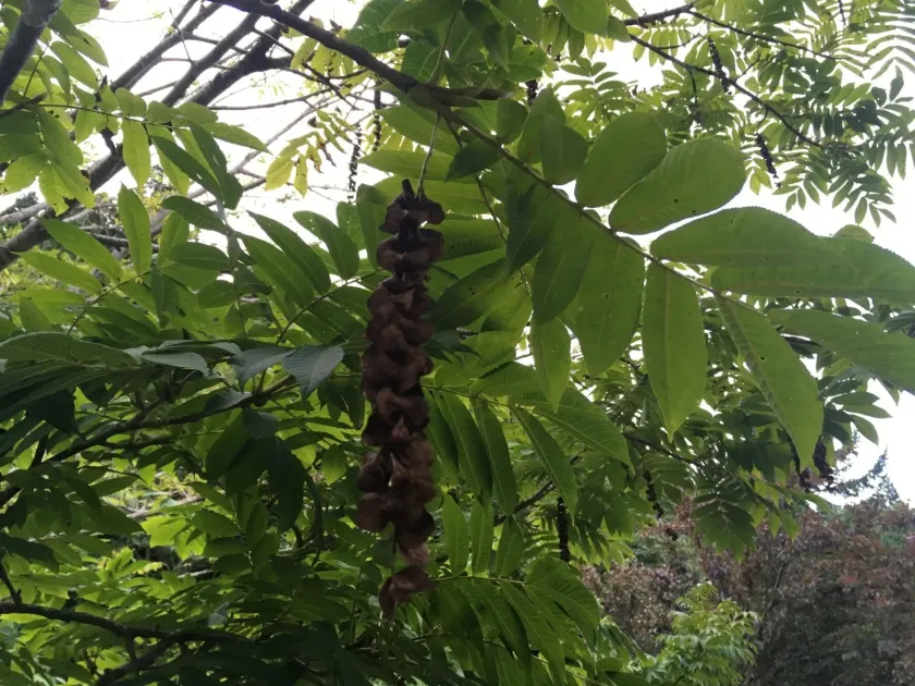 Japanese wingnut