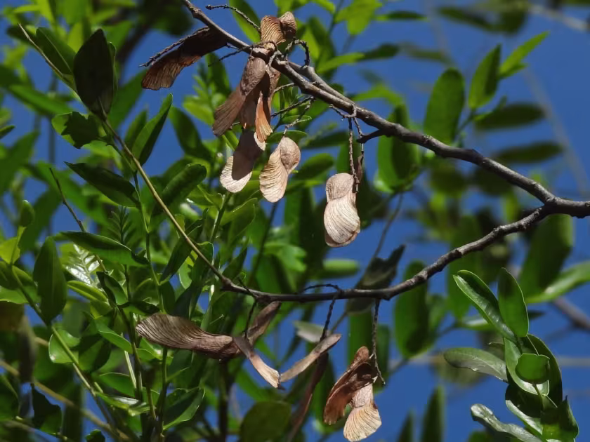 Pterogyne nitens