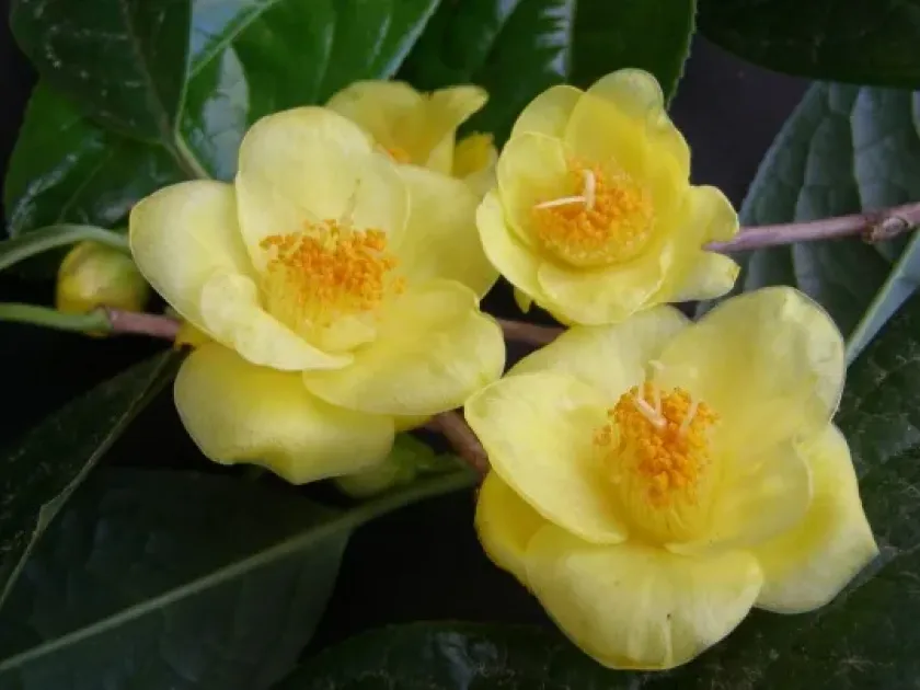 Golden Camellia
